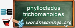 WordMeaning blackboard for phyllocladus trichomanoides